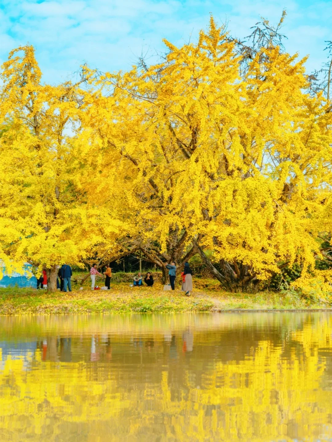 10月下旬迎来广西百万棵银杏蕞佳观赏期