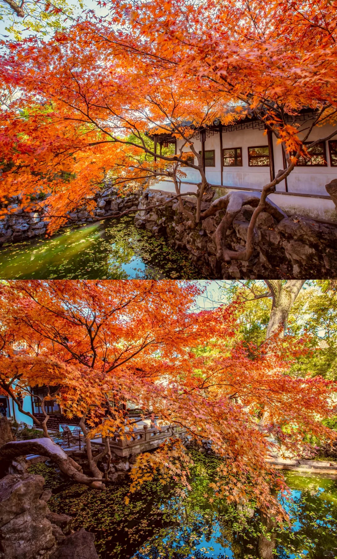 秋天的苏州就是江南旅游的天花板❗️不服来辩