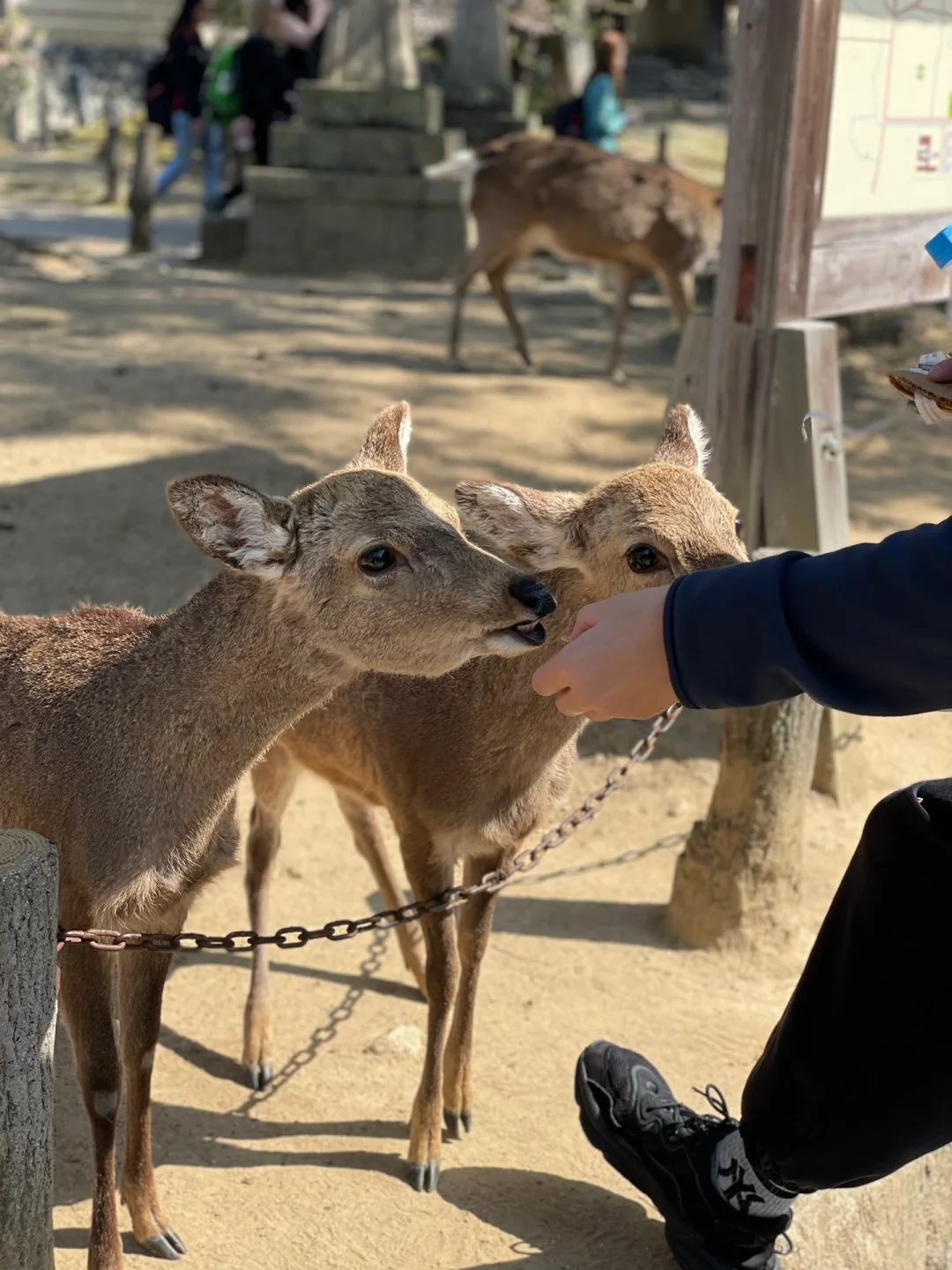 逛遍奈良景点只要一下午的旅游攻略来啦!
