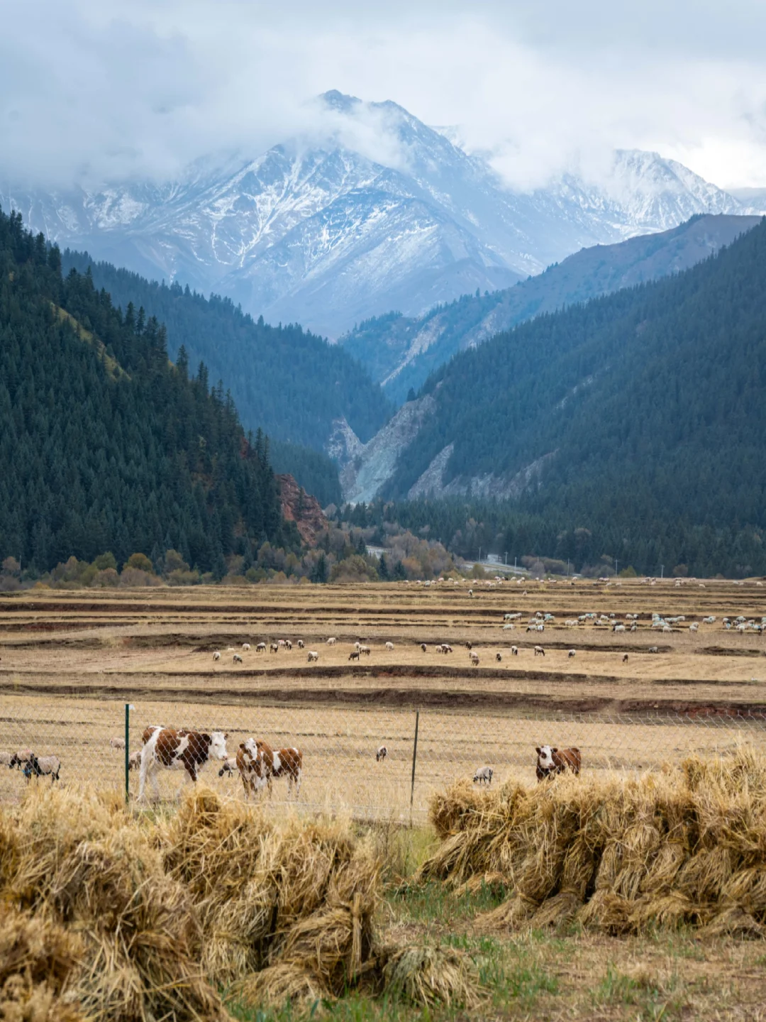青甘环线｜这个村子真是美得犯规❗️