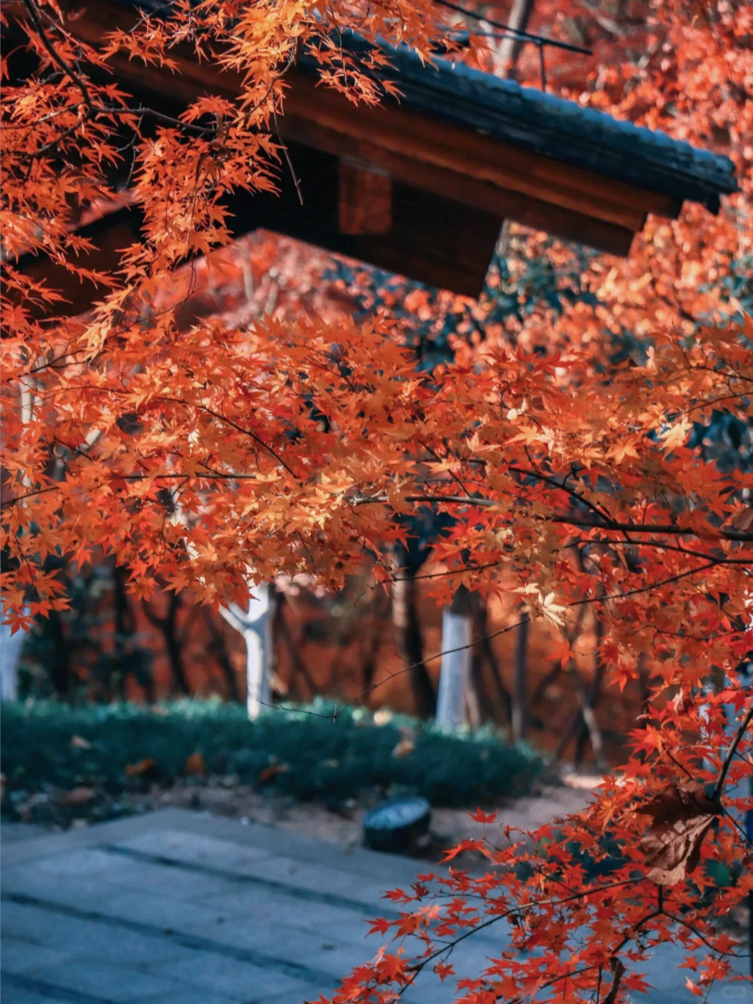 接下来南京栖霞山,将是国内赏秋天花板!