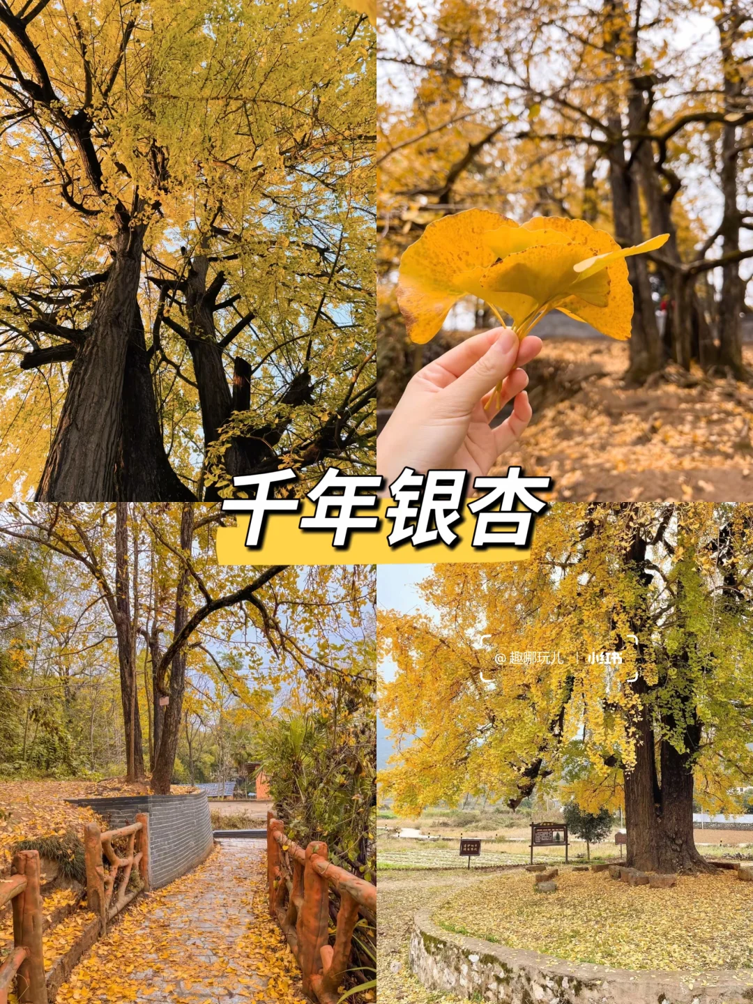清远秋日旅行攻略：寻银杏、访瑶寨、赏梯田