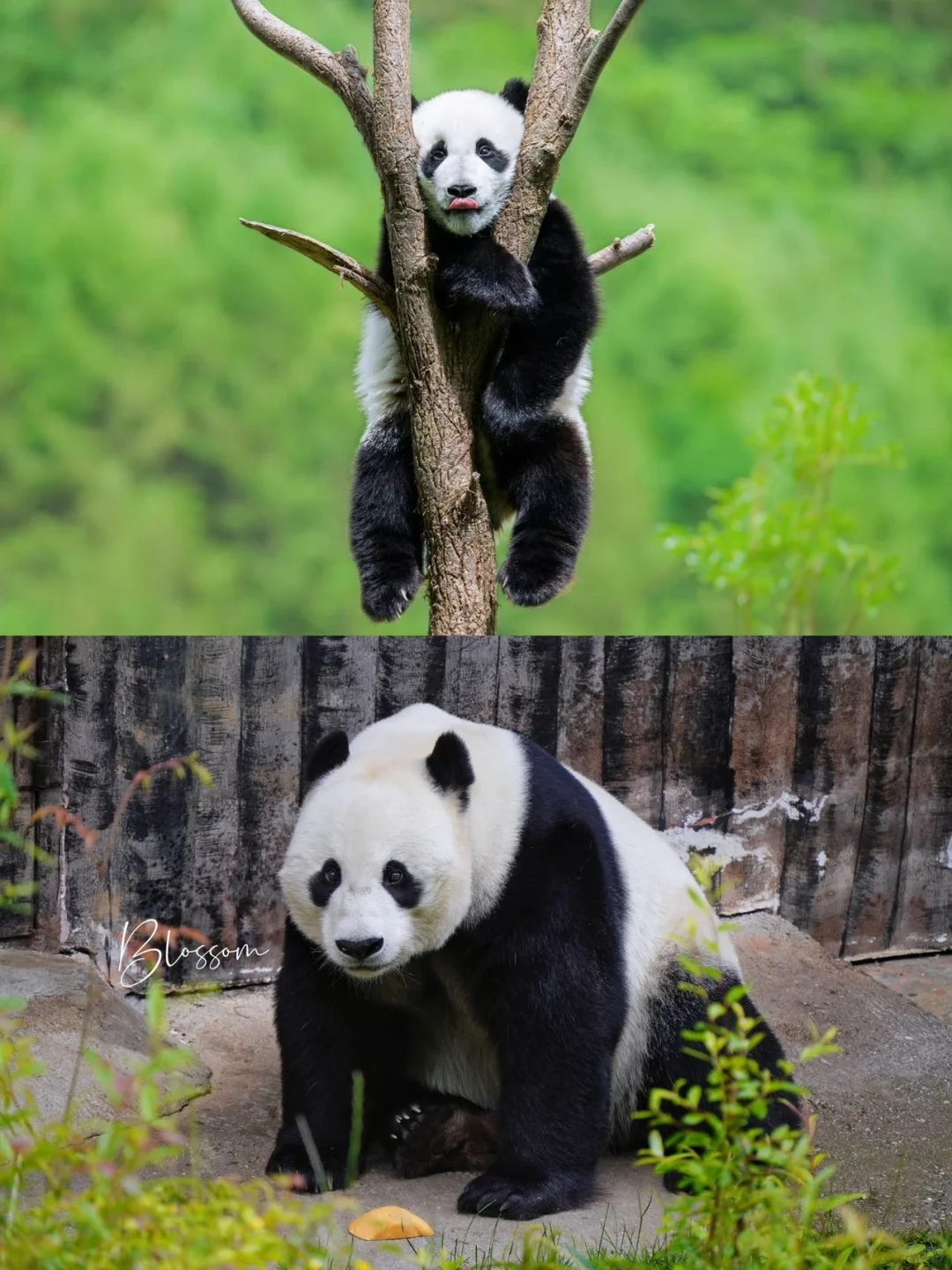 九寨沟不只有九寨沟!4天3晚深度游攻略来了