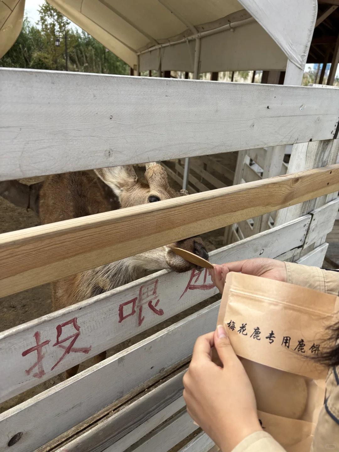 抹茶森林💚💚💚