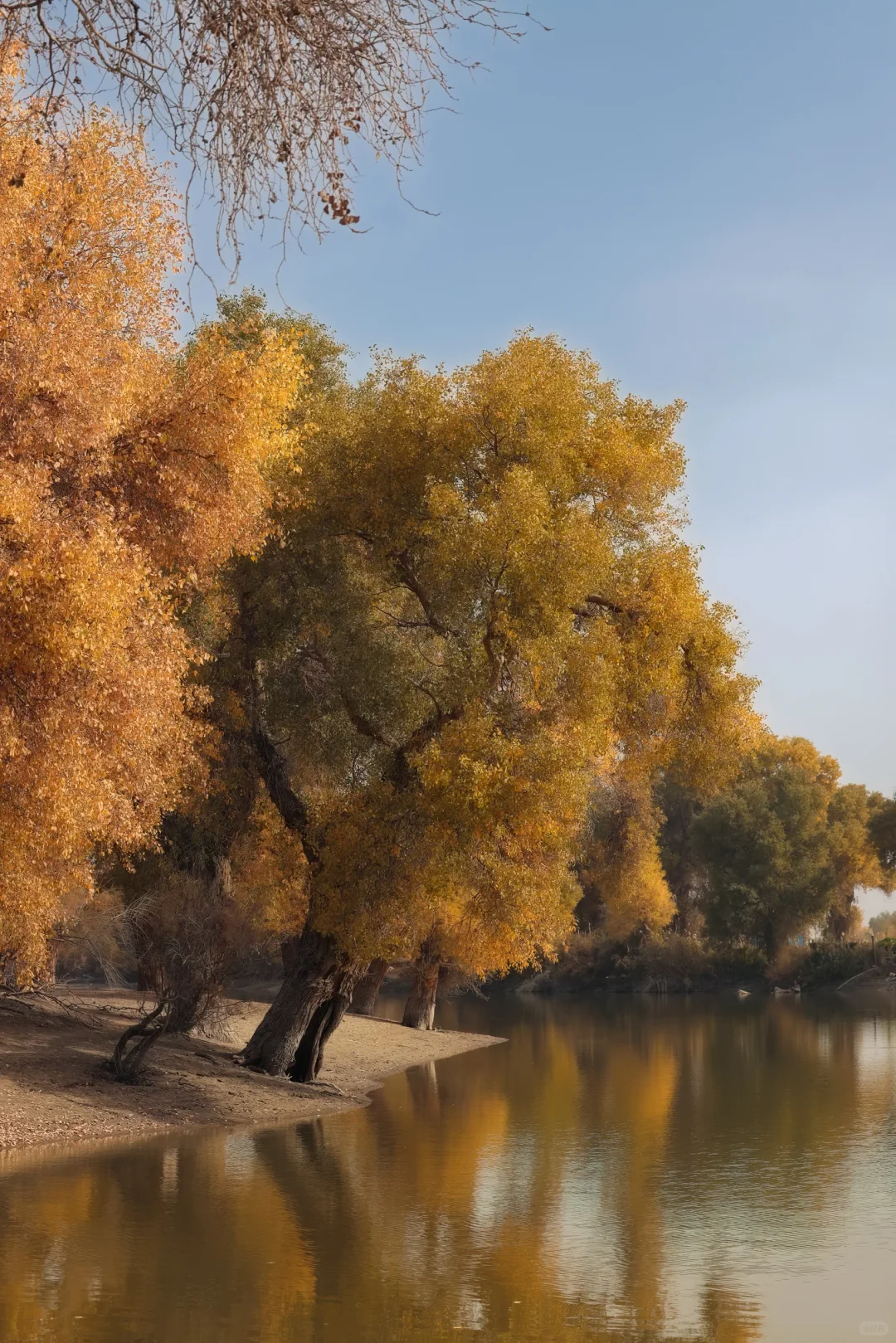 南疆139胡杨秘境自驾公路真的推荐！