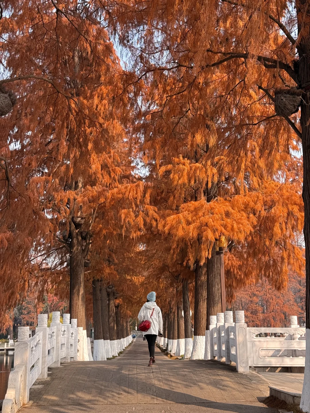 可惜你不来武汉❗️不知道武汉的秋天多浪漫🍂