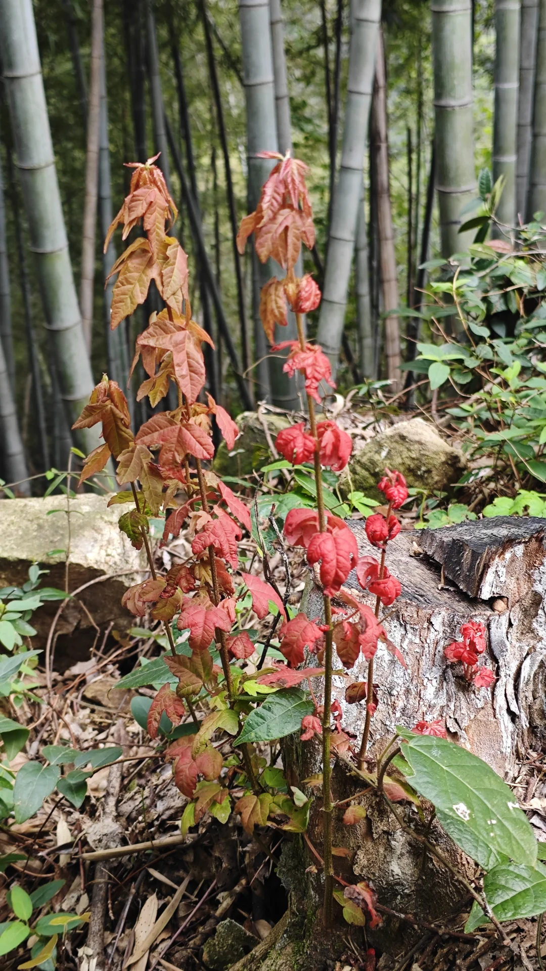 莫干山古道丨秋日满分选择