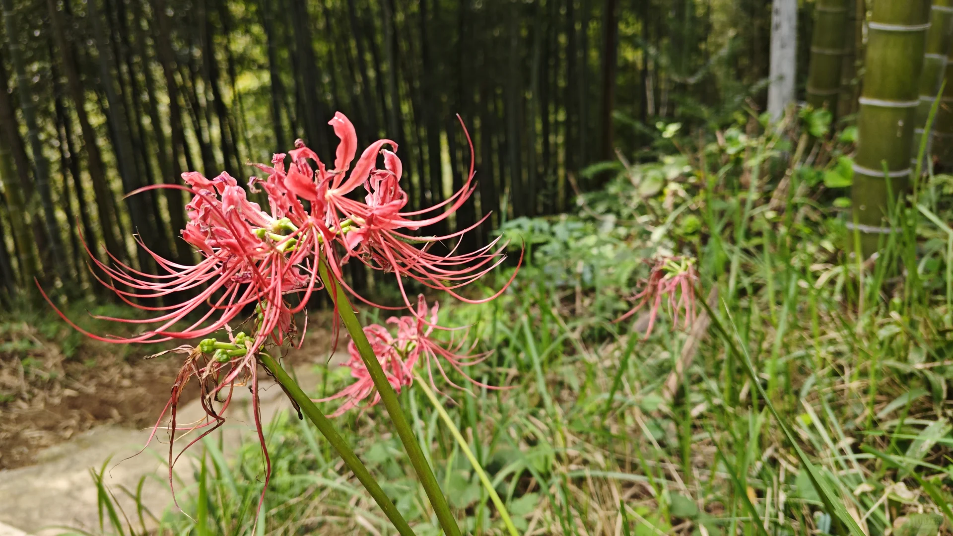 莫干山古道丨秋日满分选择