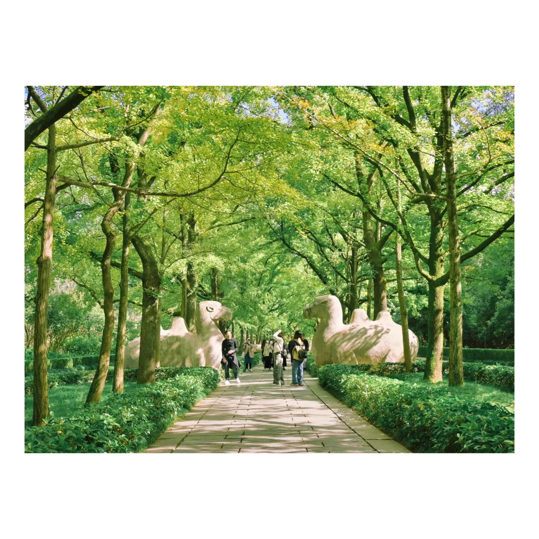 南京｜寻找失落的大象朋友🐘含路线❣️