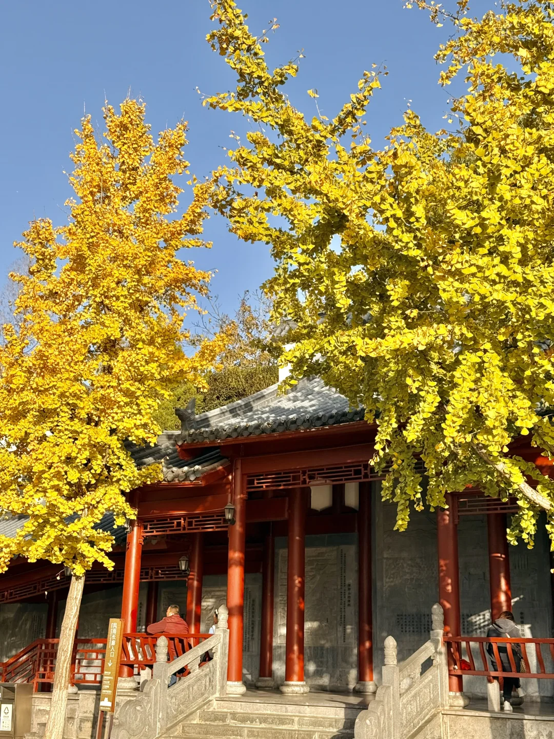 可惜你不来武汉❗️不知道武汉的秋天多浪漫🍂