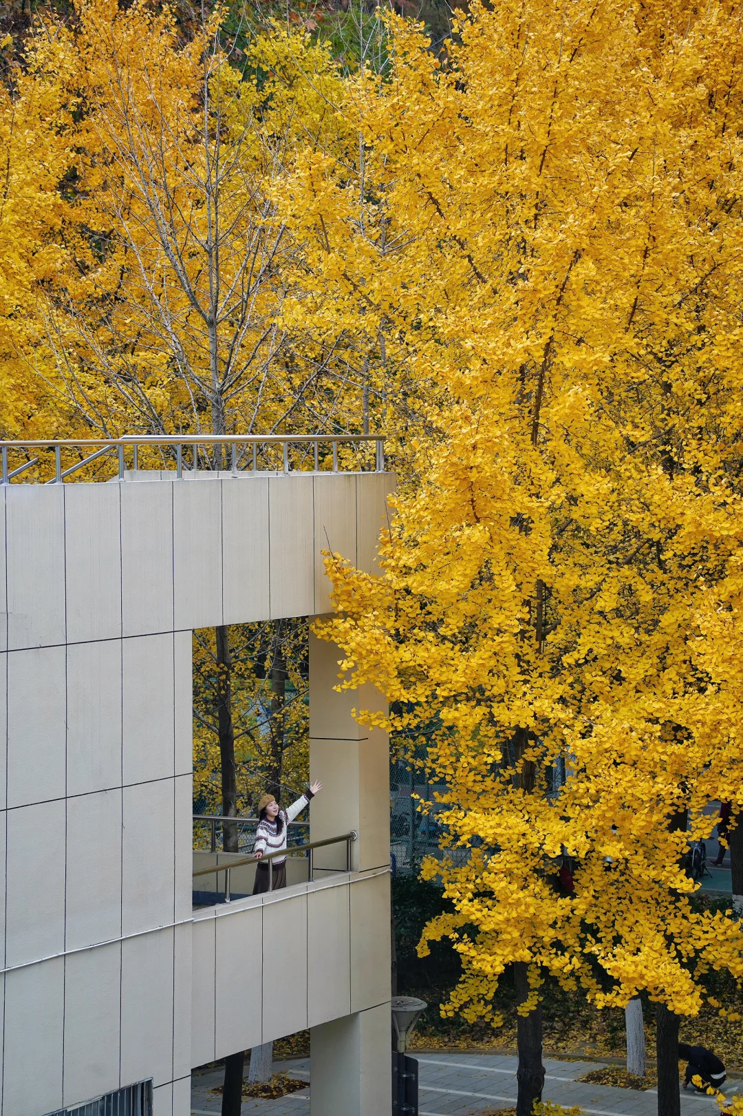 可惜你不来武汉❗️不知道武汉的秋天多浪漫🍂