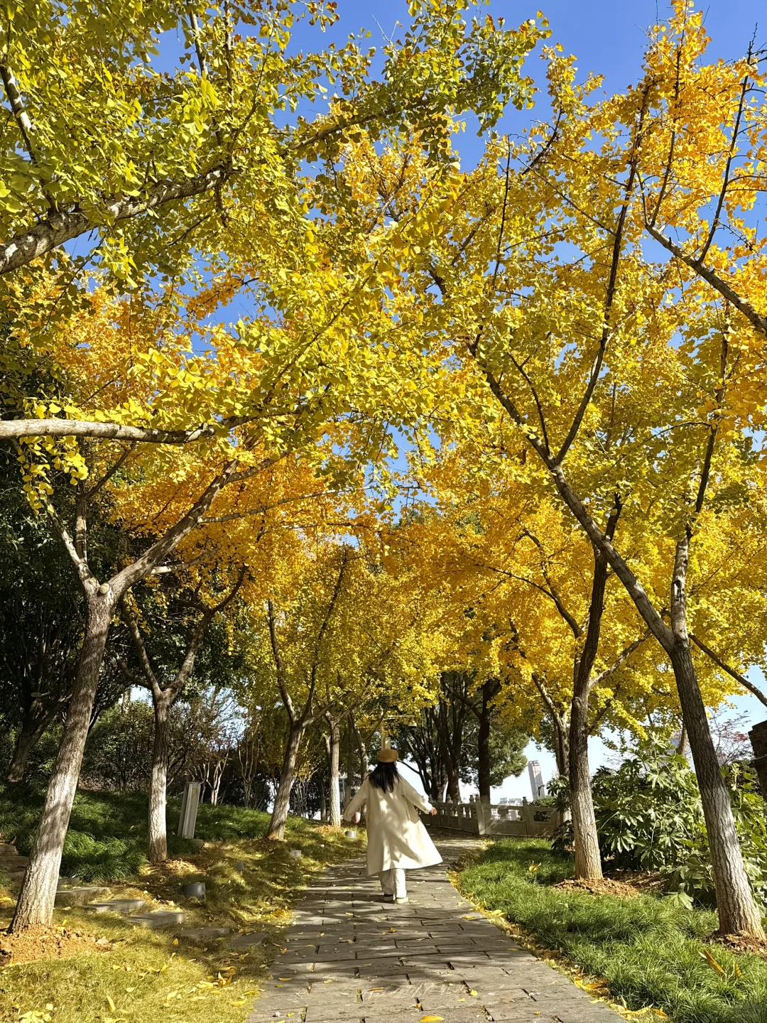 可惜你不来武汉❗️不知道武汉的秋天多浪漫🍂