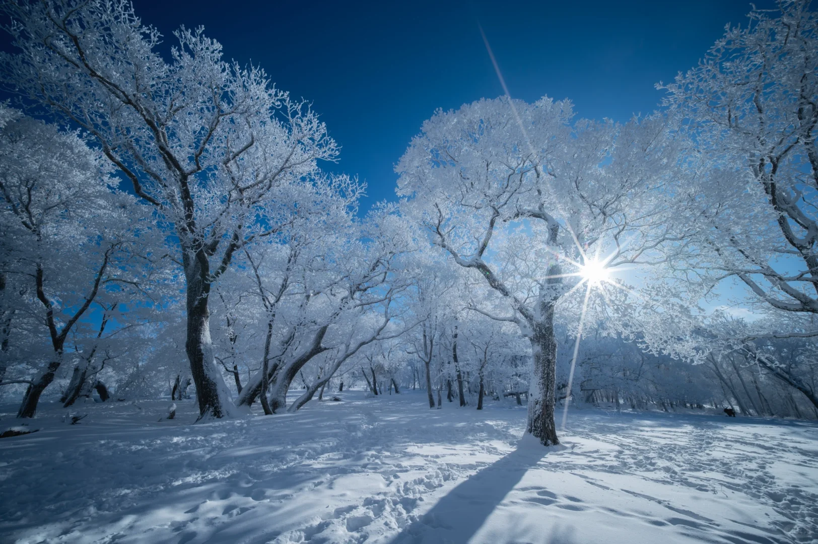 人这一辈子总要来吉林看一次雾凇吧❄