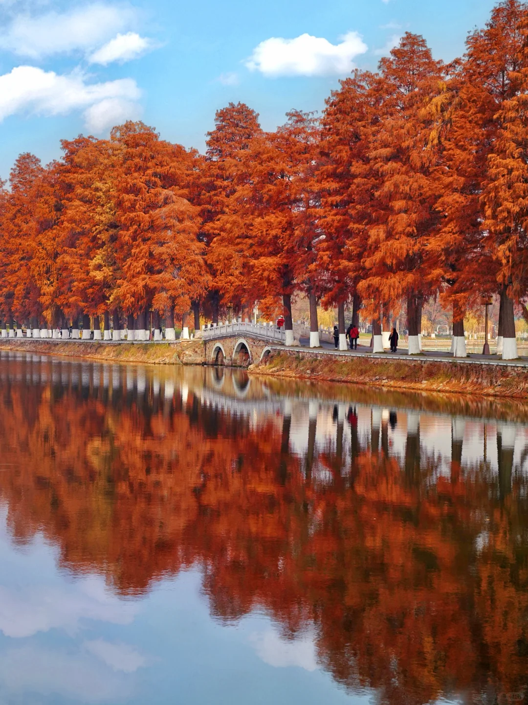 可惜你不来武汉❗️不知道武汉的秋天多浪漫🍂