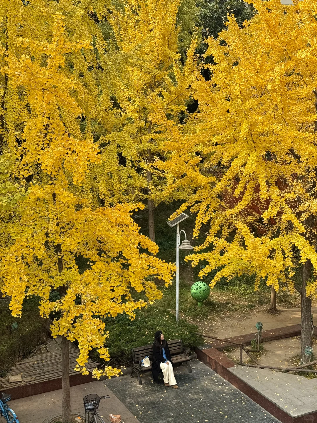 可惜你不来武汉❗️不知道武汉的秋天多浪漫🍂