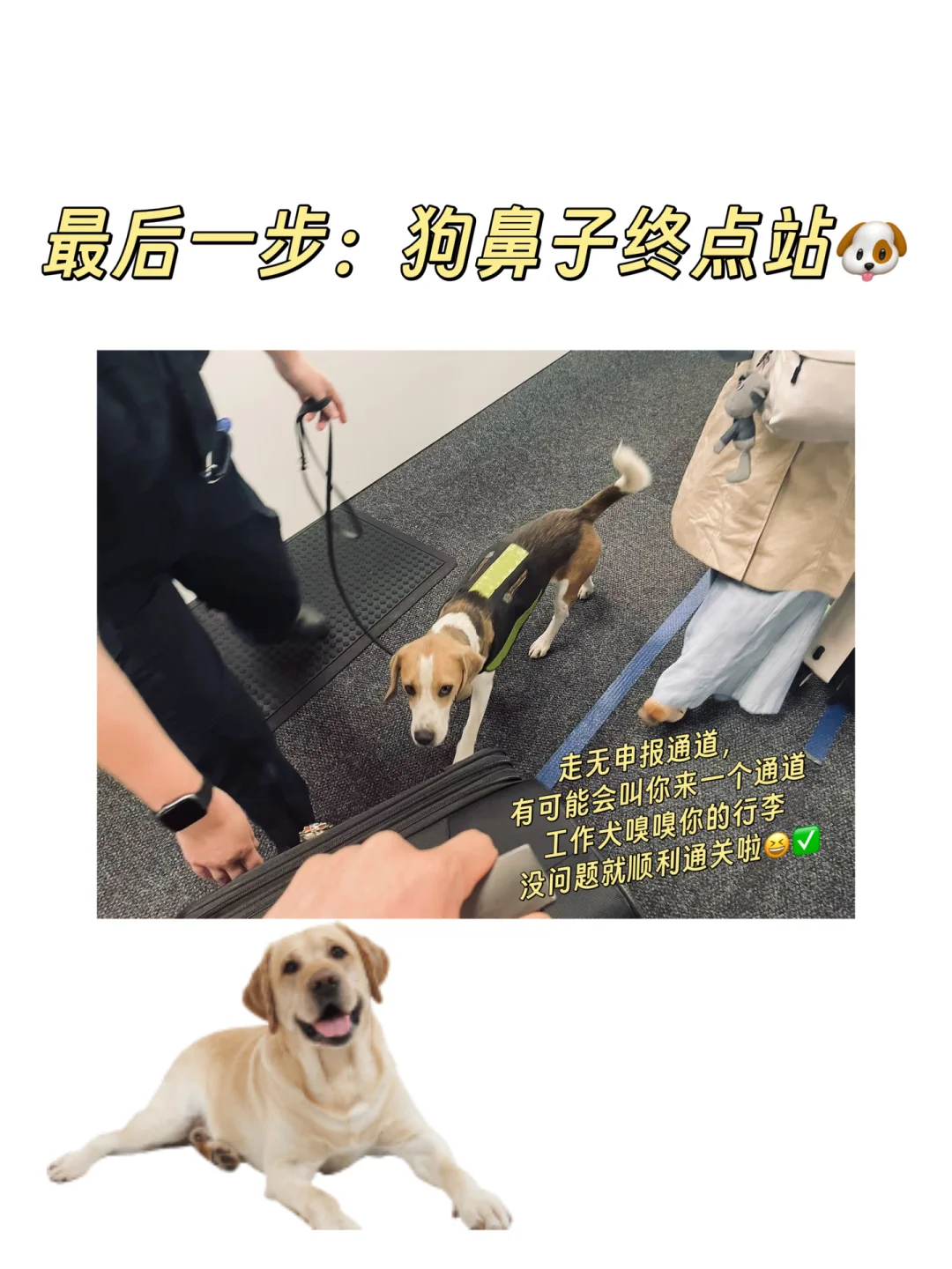 🇳🇿新西兰入境药品申报及通关指南