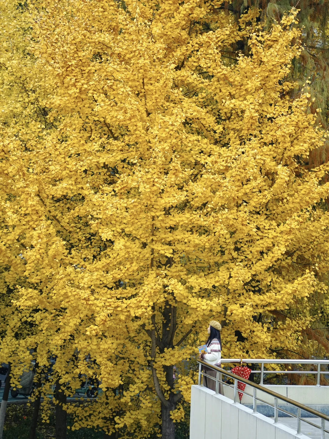 可惜你不来武汉❗️不知道武汉的秋天多浪漫🍂