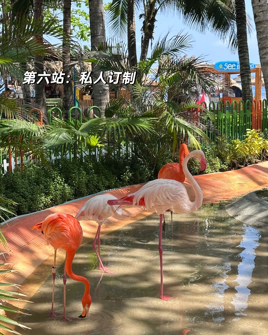 蜈支洲岛city walk 保姆级攻略‼️