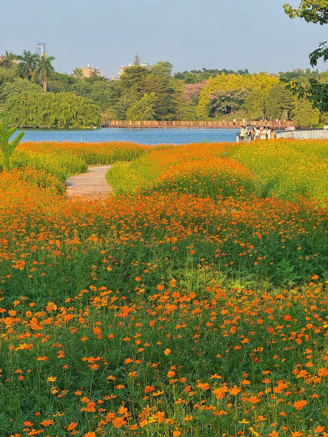 10.19实况～广州秋天🌼是花开成海的金色浪潮