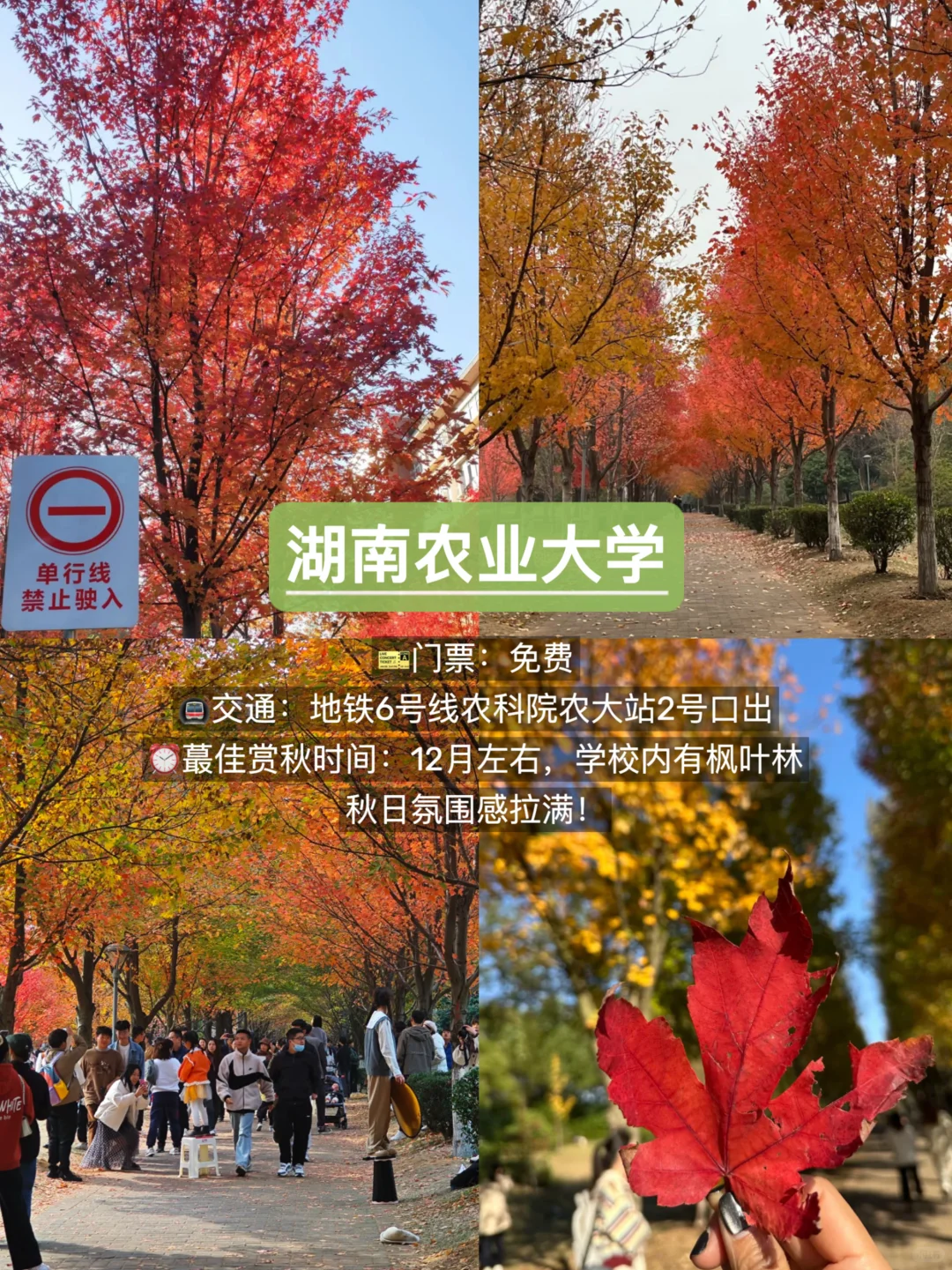 长沙赏秋🍂9个必去景点，错过再等一年！
