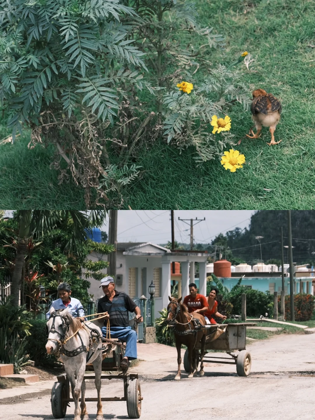 🇨🇺古巴攻略2·Viñales 山野小镇吃喝玩乐