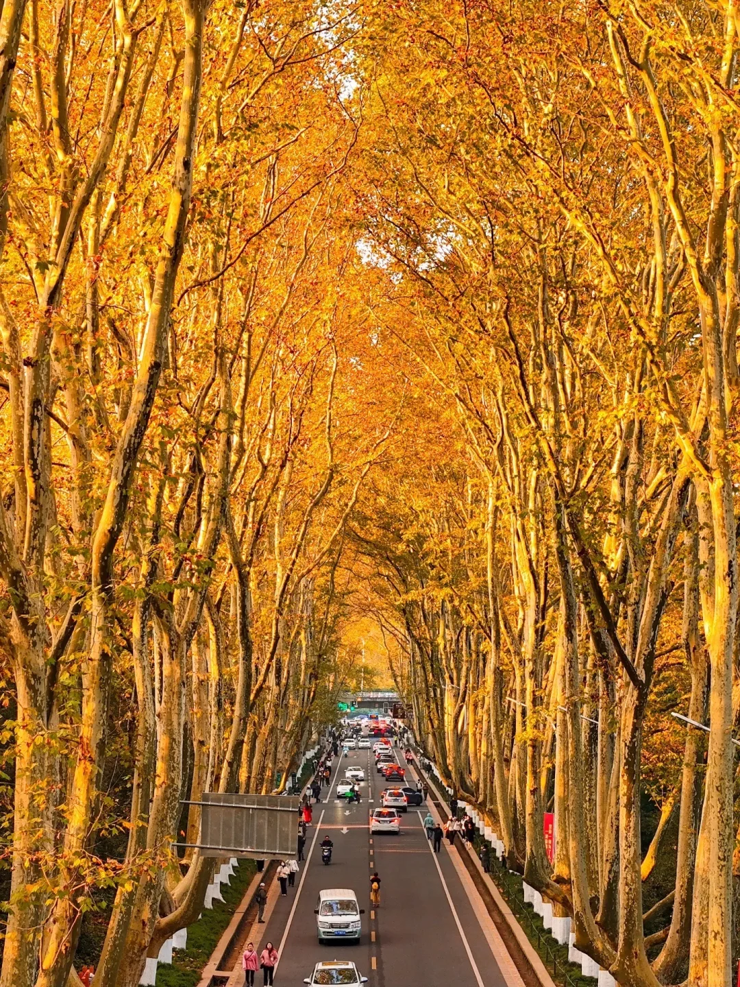 我宣布❗️没有一个城市比南京更懂秋天🍂
