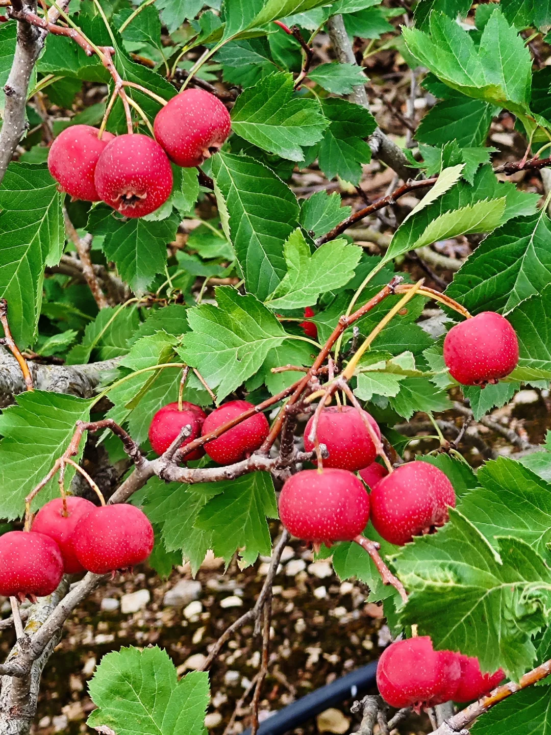 10月24日,石家庄元氏湘山普济寺