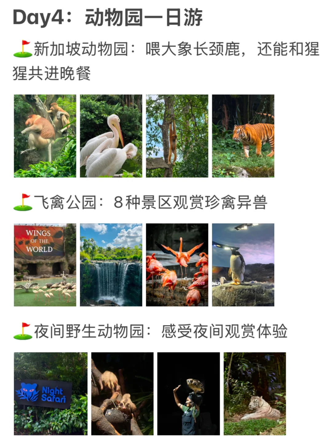 新加坡已回!J人对自己的旅游攻略很满意...