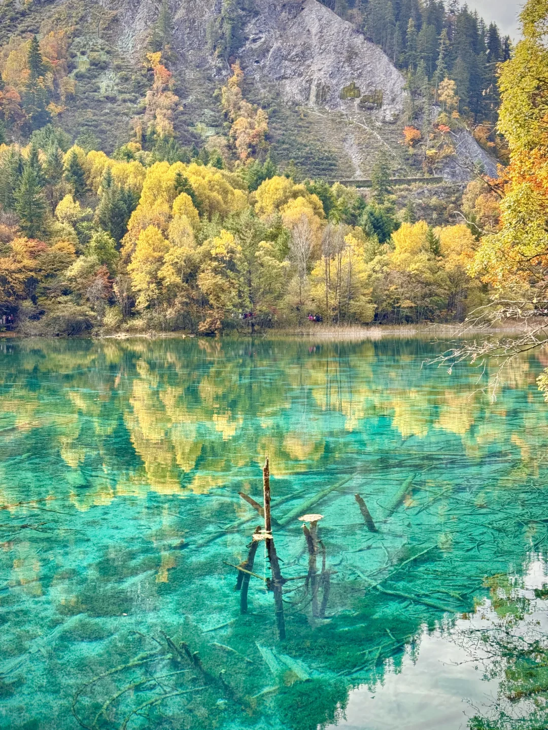 live图❗️秋天的九寨沟,每一帧都是童话世界