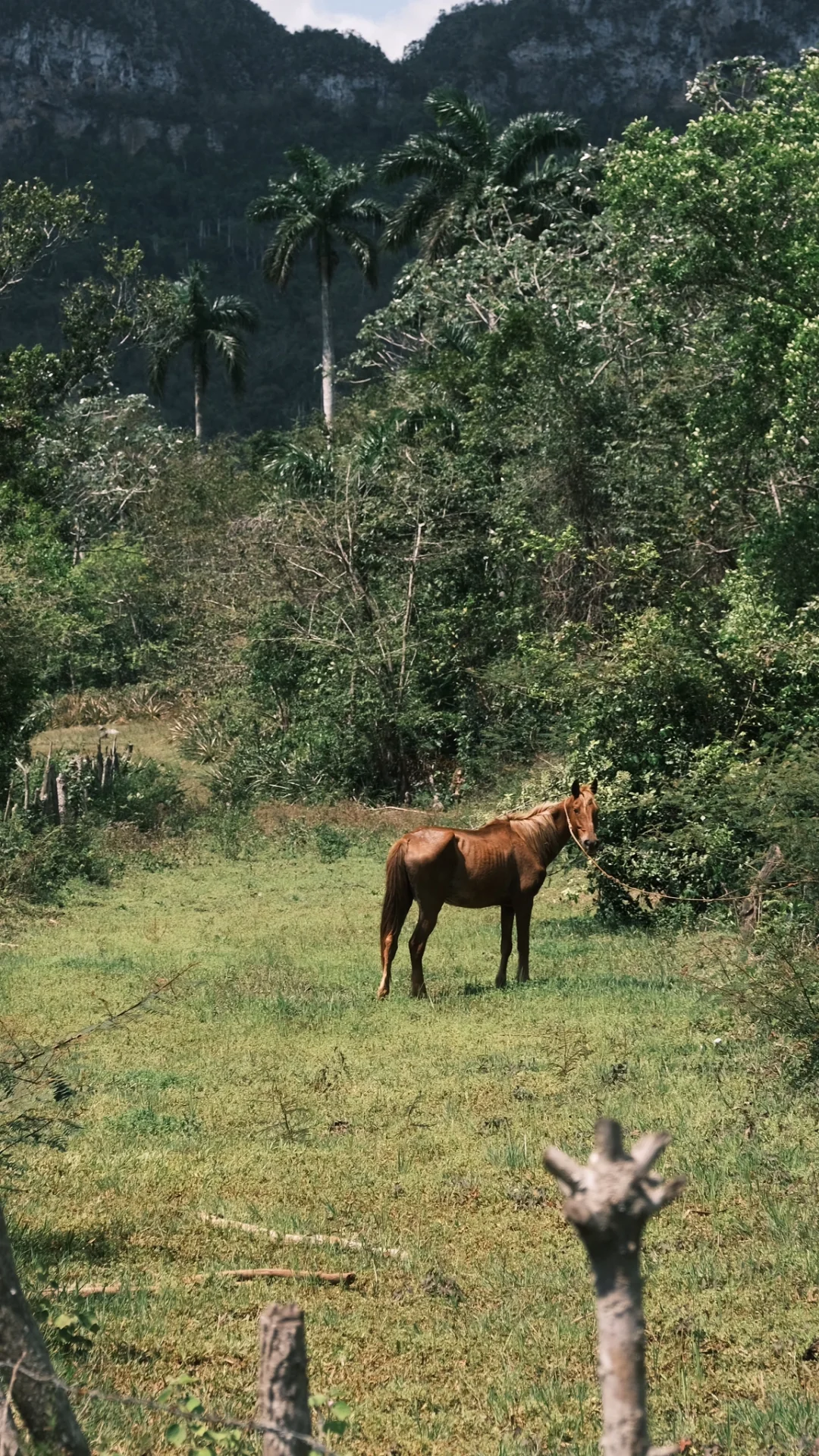 🇨🇺古巴攻略2·Viñales 山野小镇吃喝玩乐