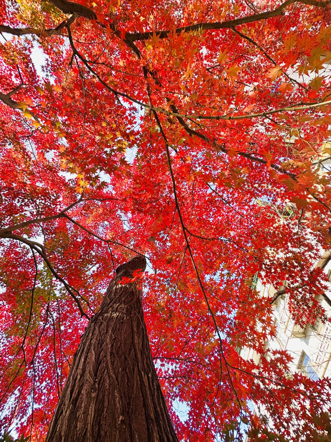 美翻天❗️18张live图看北京的秋天有多惊艳‼️