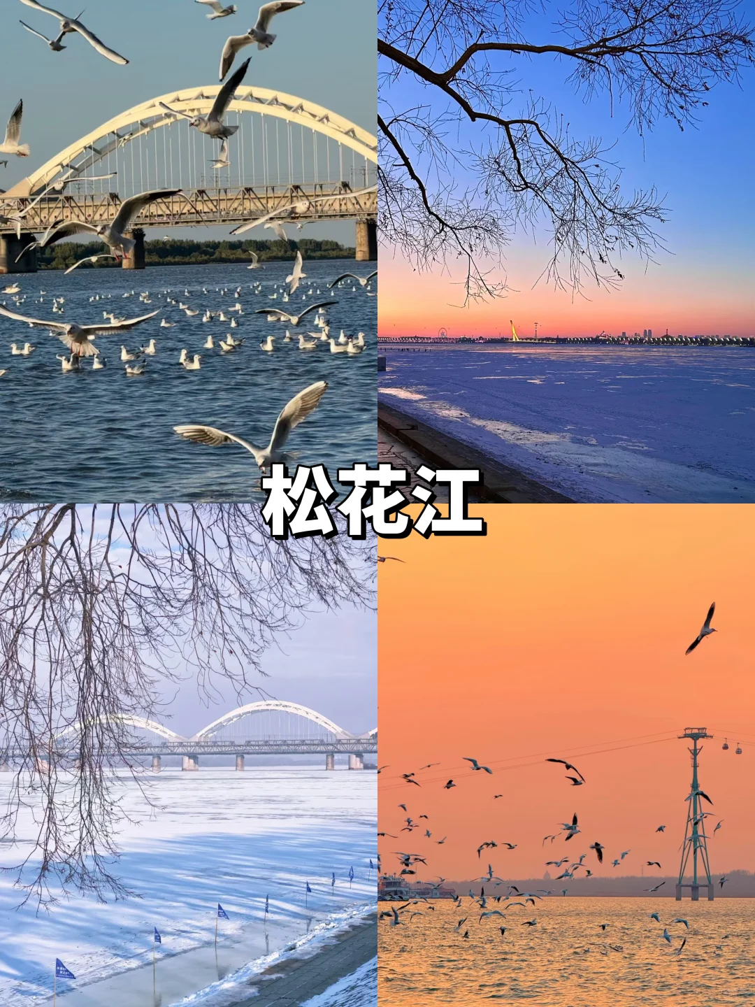 人均1000💰哈尔滨3天2夜!吃住行旅游攻略!