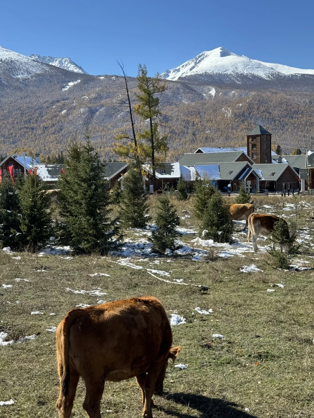 10.6中秋节豪赌喀纳斯成功！