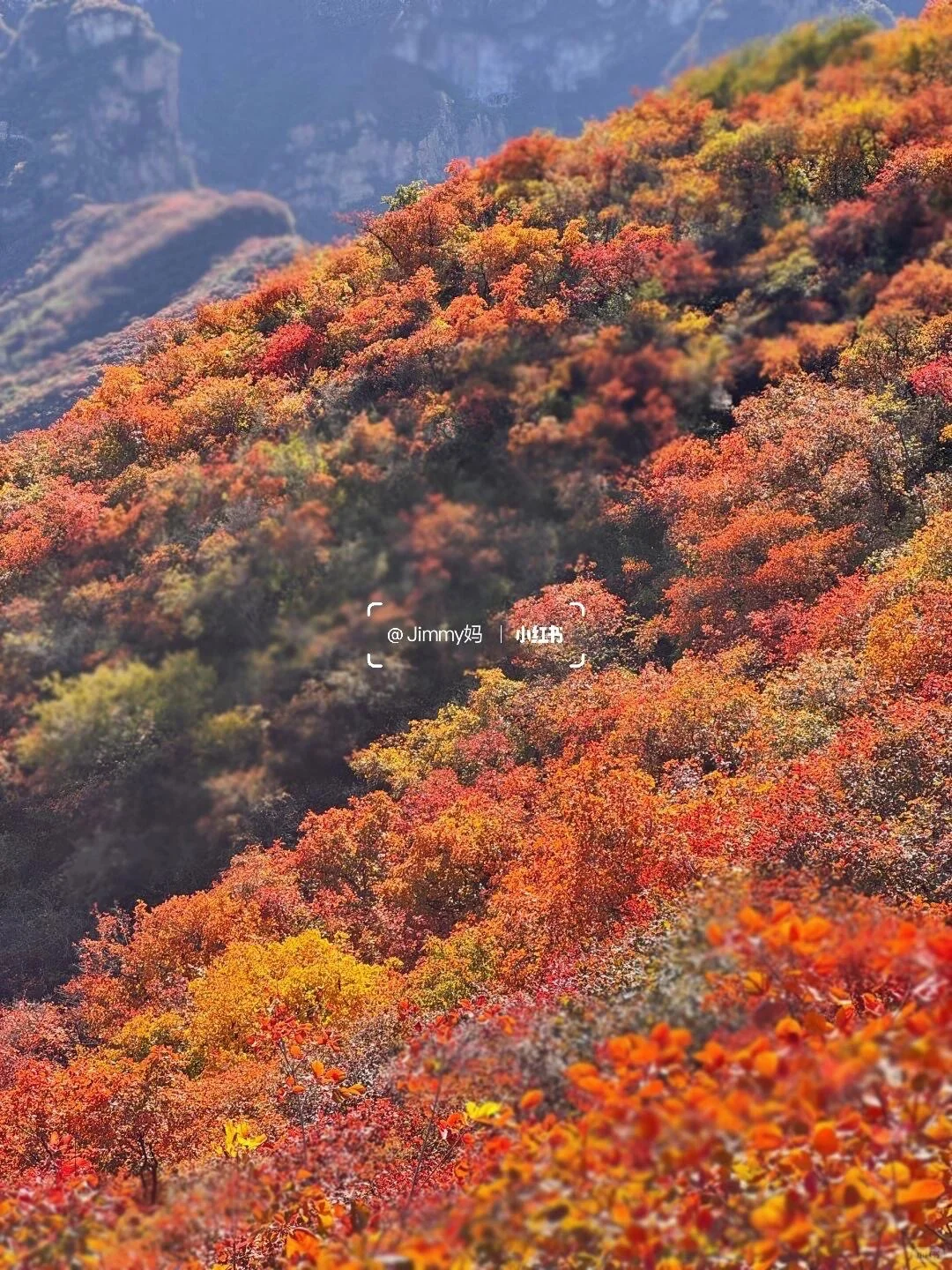 10.19北京🍁已达顶流7️⃣个遛娃赏秋地可冲啦