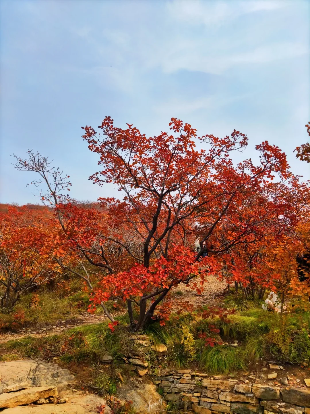 山峦叠嶂层林染,霜降过后叶尤红