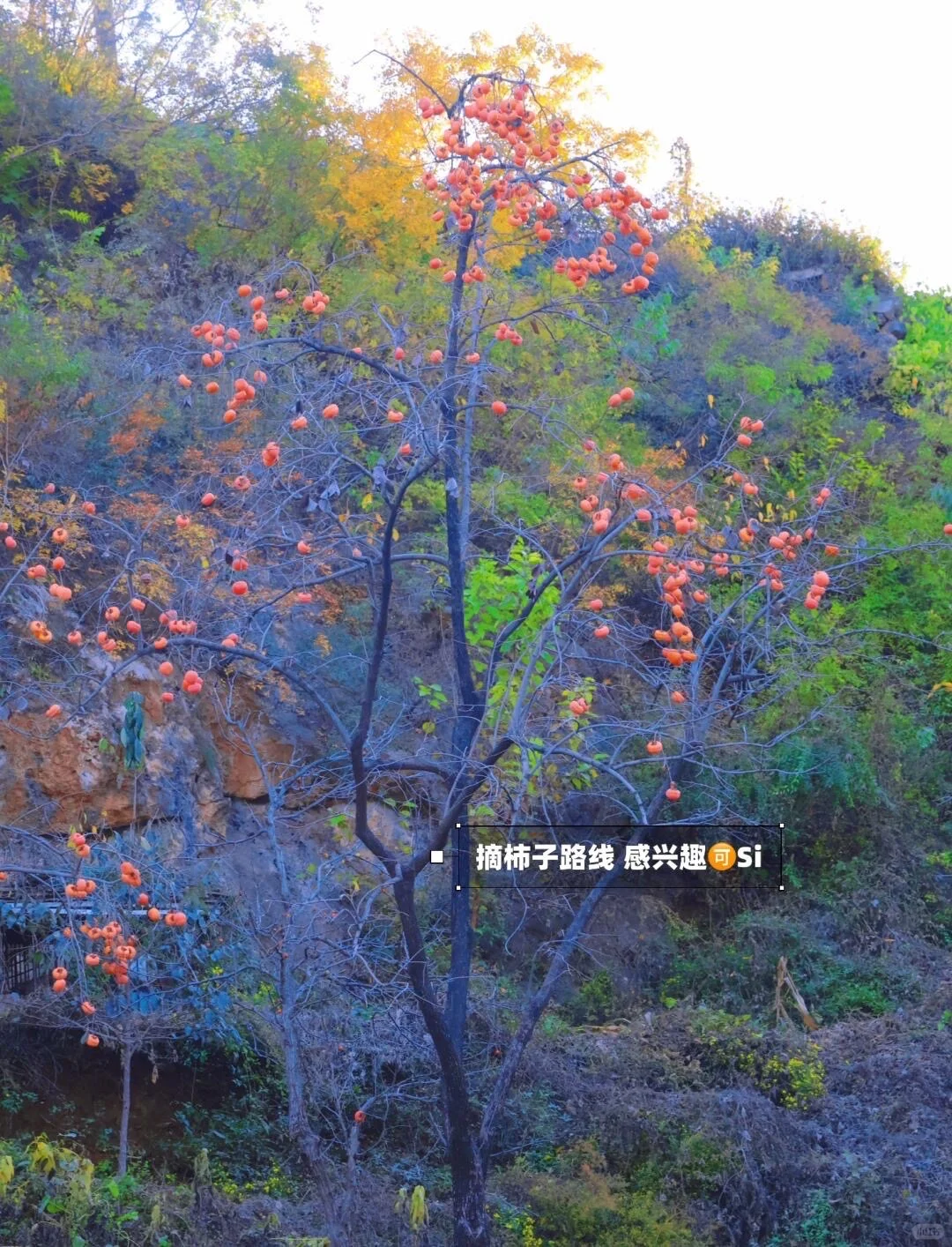 10.19北京🍁已达顶流7️⃣个遛娃赏秋地可冲啦