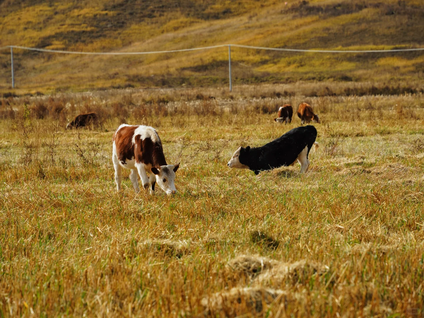 10.5 红石崖+九龙湾 不堵车赏秋🍂
