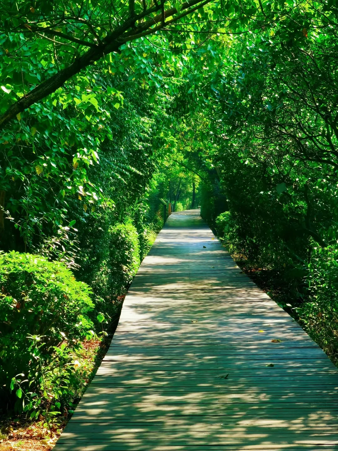 深圳必玩景点-福田红树林景区!