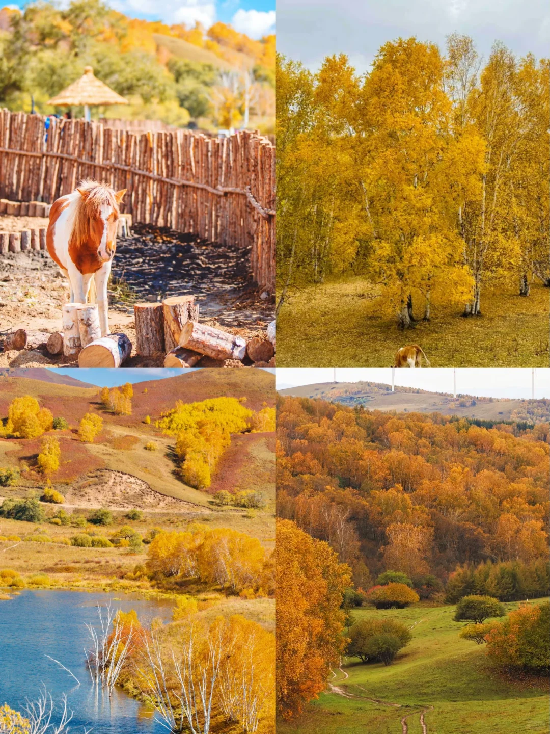 乌兰布统封神级秋景自驾路线🍂金色草原+沙