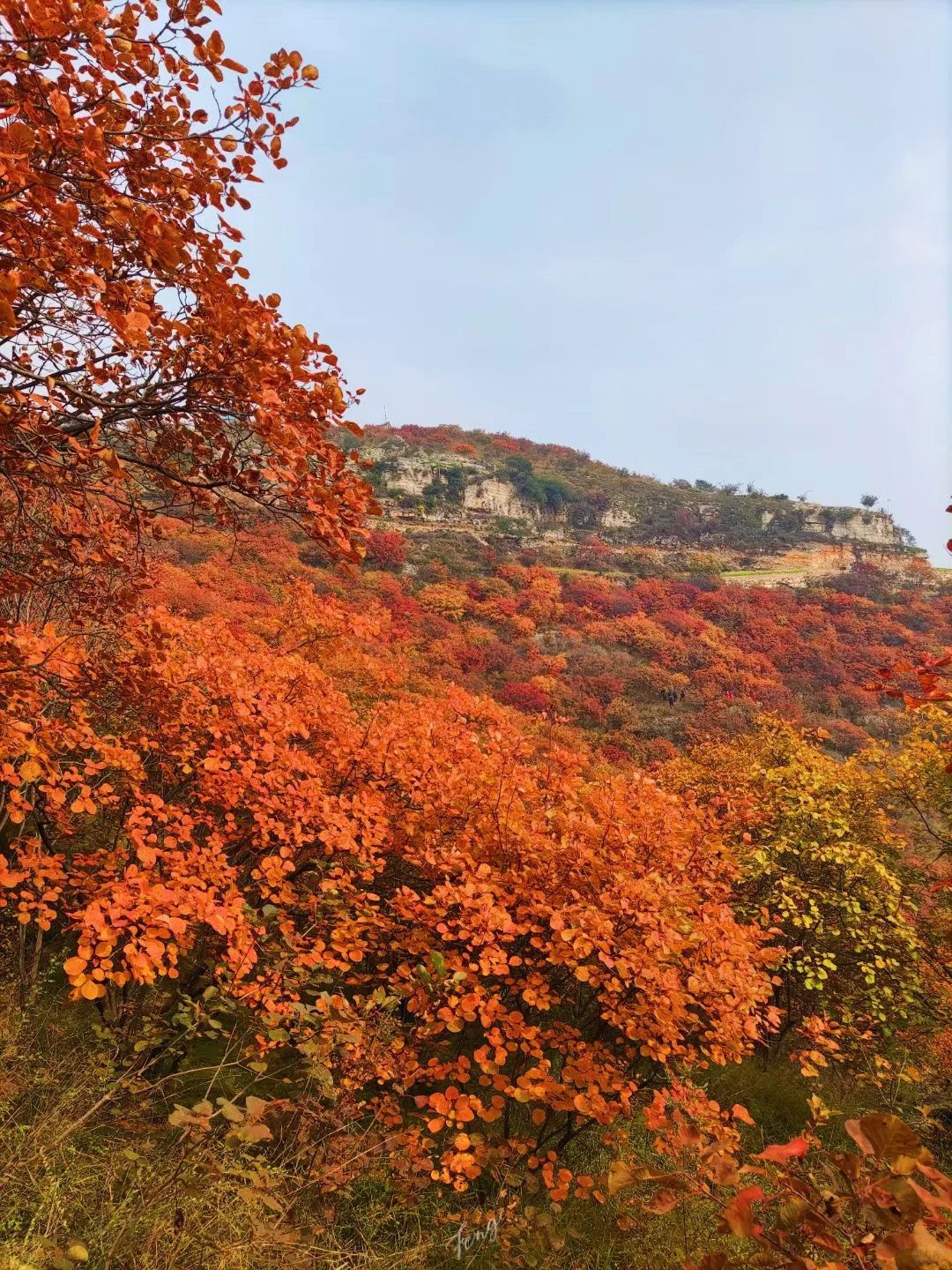 山峦叠嶂层林染,霜降过后叶尤红