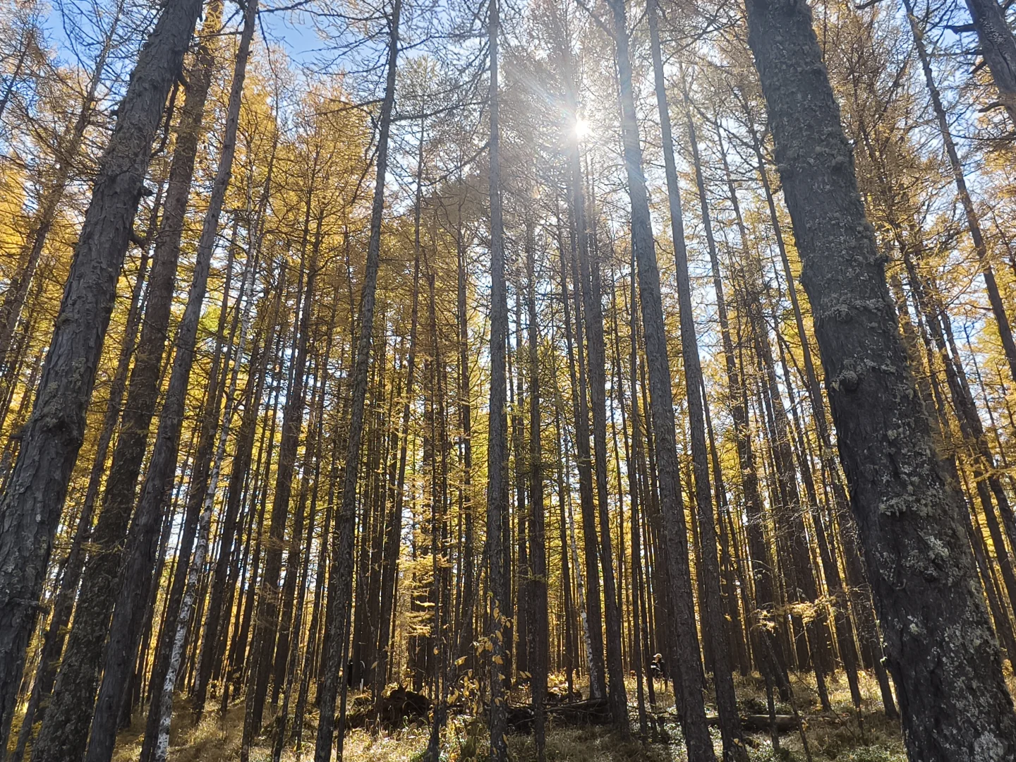 阿尔山很美,但是下次不来了