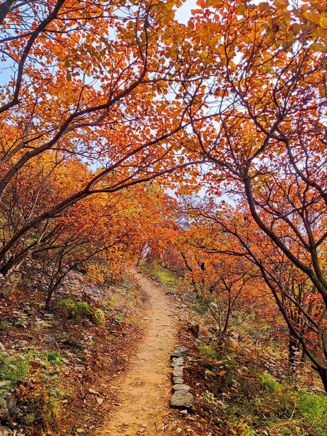 山峦叠嶂层林染,霜降过后叶尤红