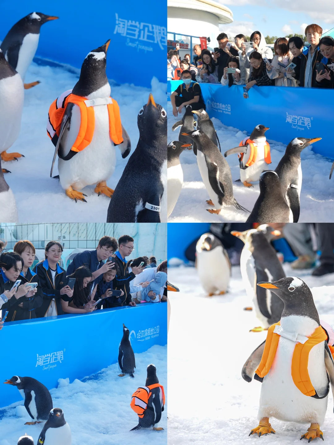 哈尔滨4天3晚旅游攻略❗看着一篇就够了