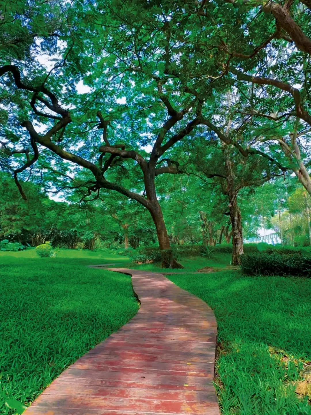 深圳必玩景点-福田红树林景区!