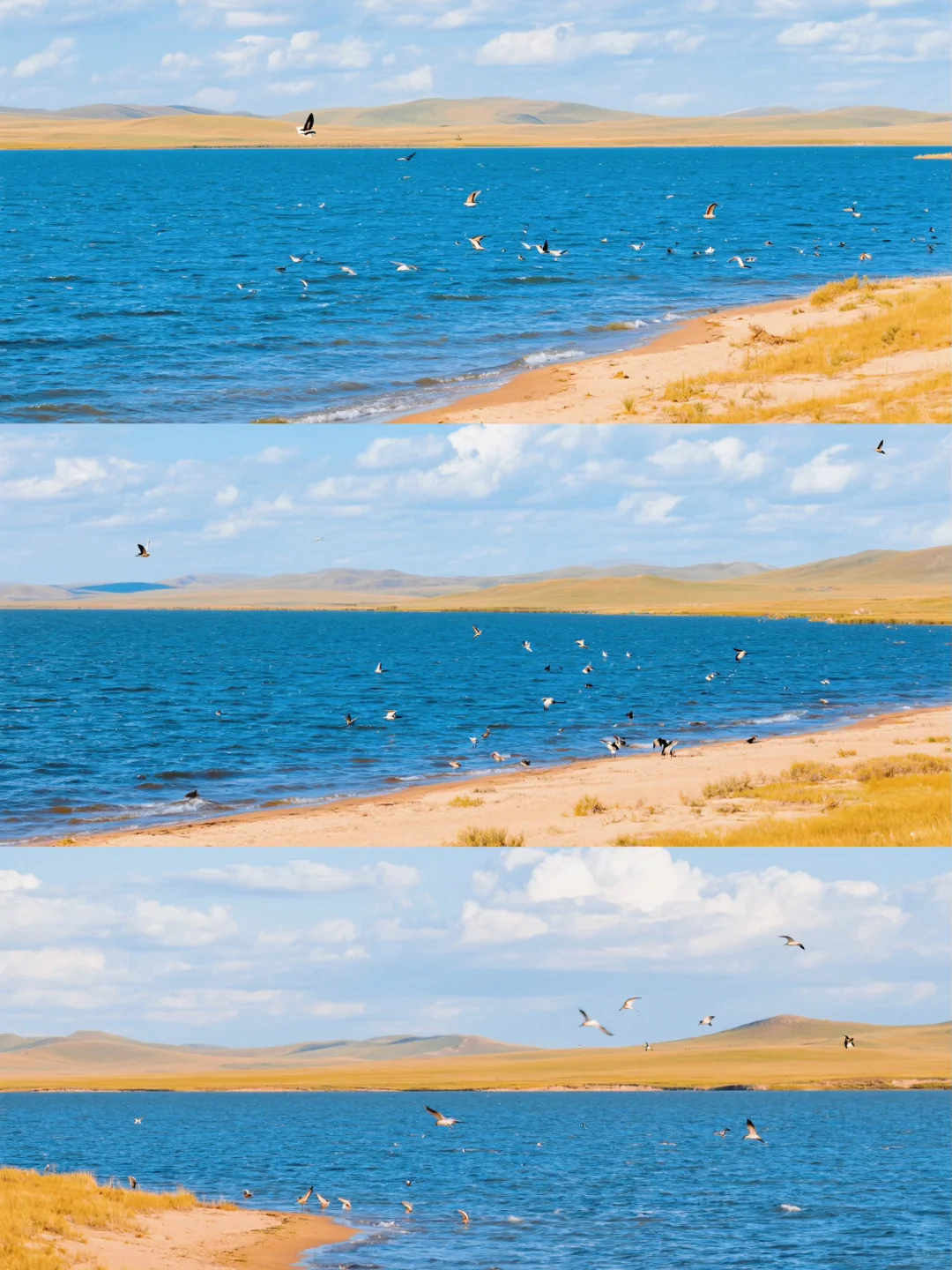 乌兰布统封神级秋景自驾路线🍂金色草原+沙