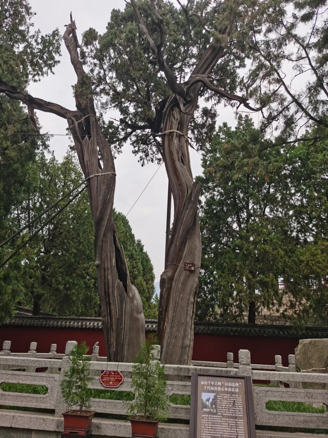 先别急着爬泰山,这儿去了吗?