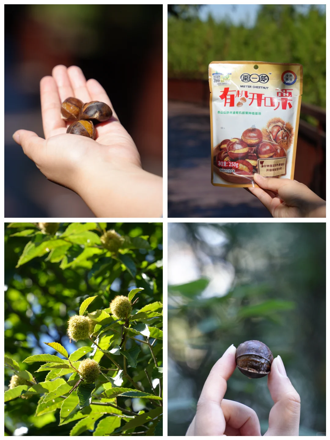 合集 | 北京秋天8条绝美徒步路线一定要来‼️