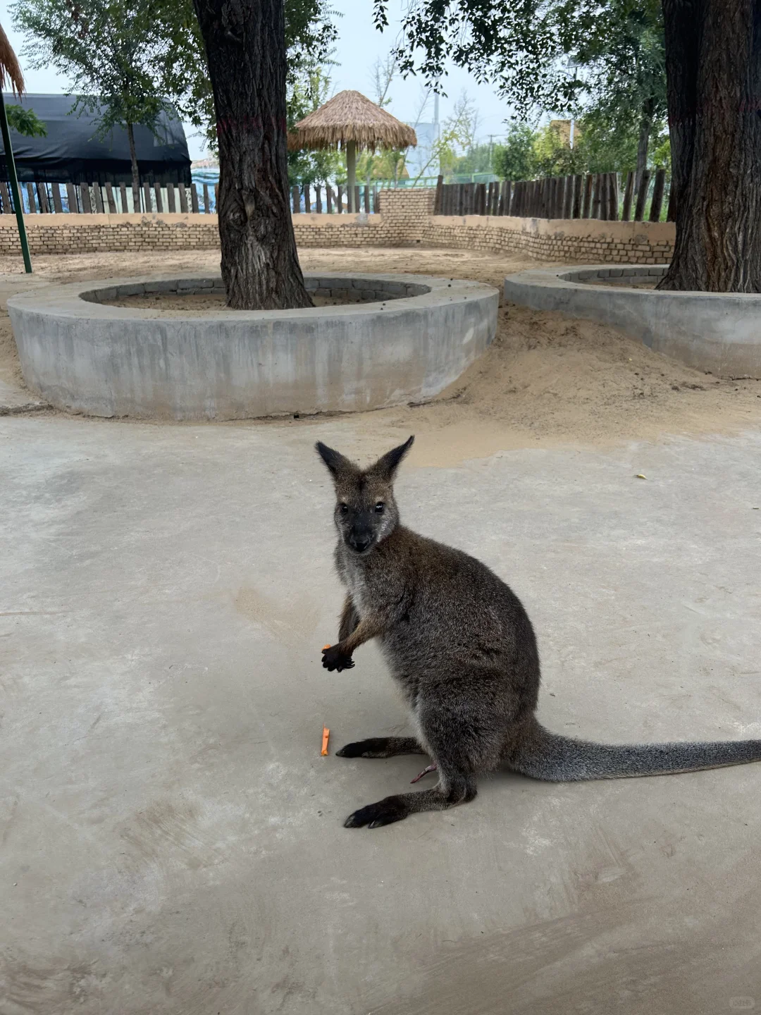 园博动物园最全游玩攻略