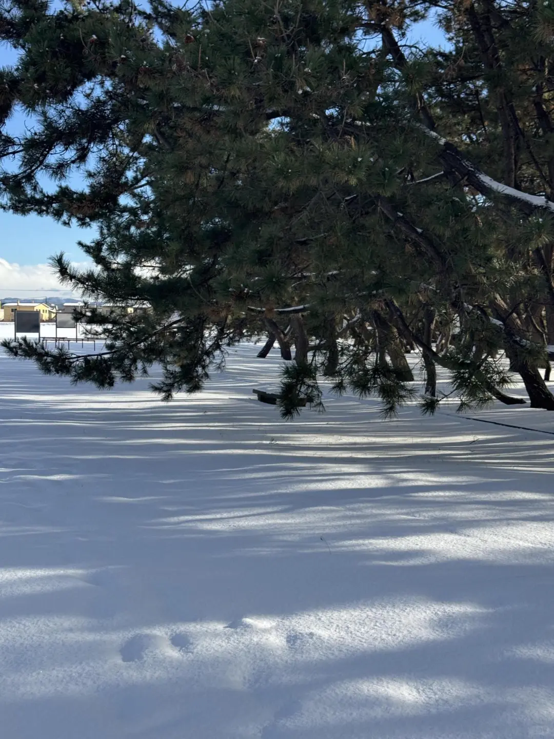 北海道冬季超全景点打卡攻略|冰雪童话必看