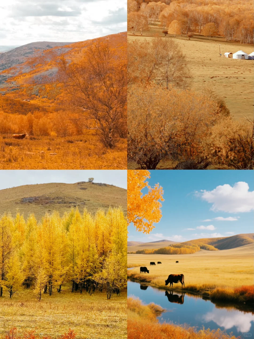 乌兰布统封神级秋景自驾路线🍂金色草原+沙